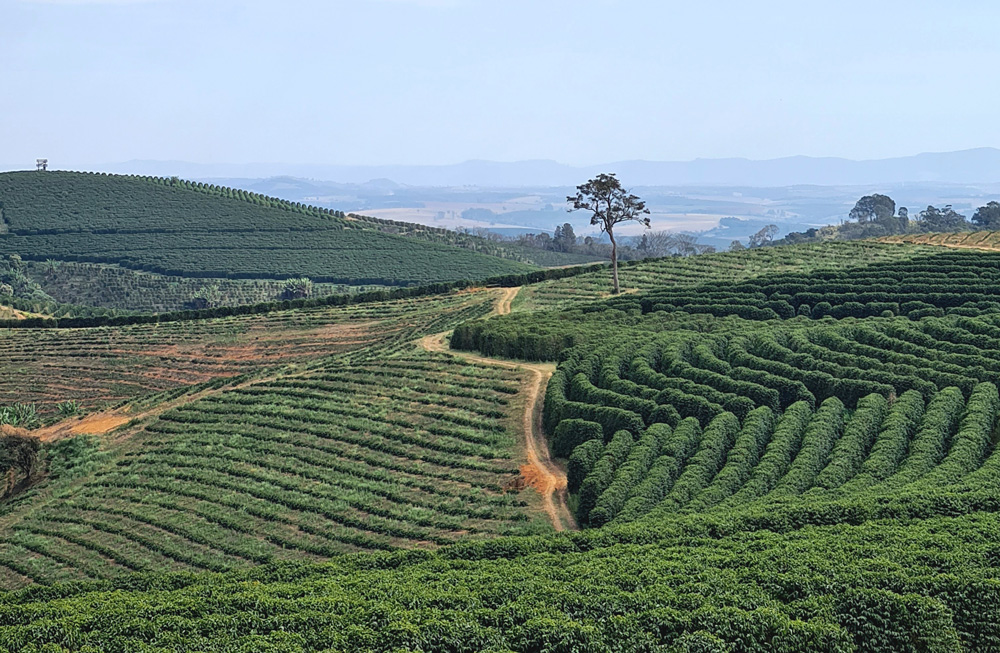 Piantagione caffè Piantagione di caffè vista dall'alto